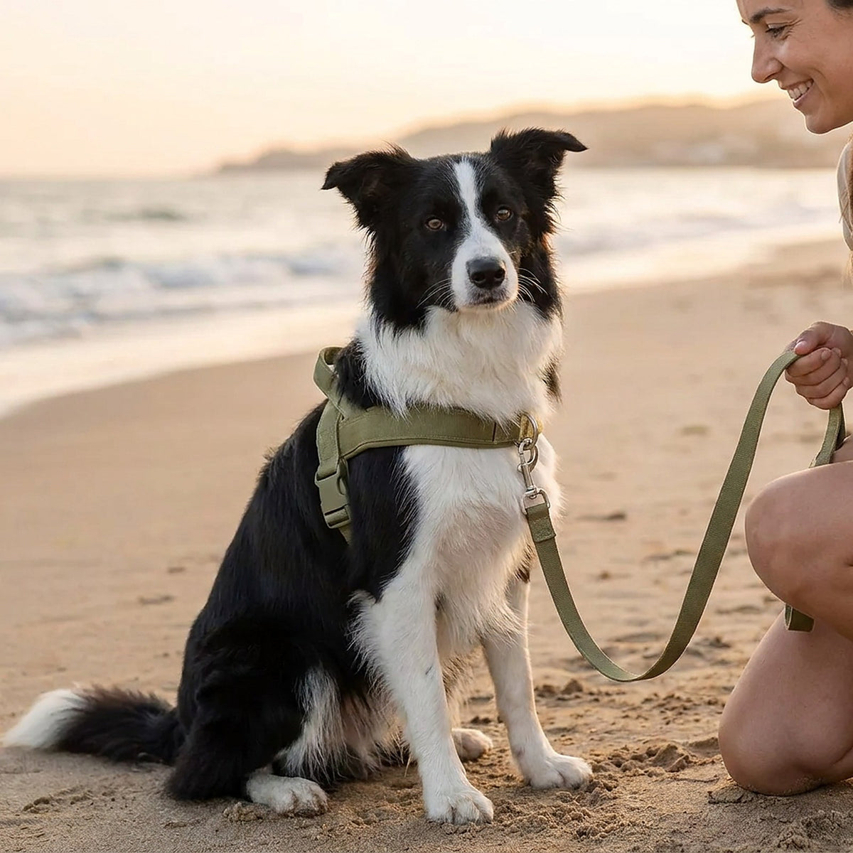 Border collie con el arnés Doglivo verde en la playa