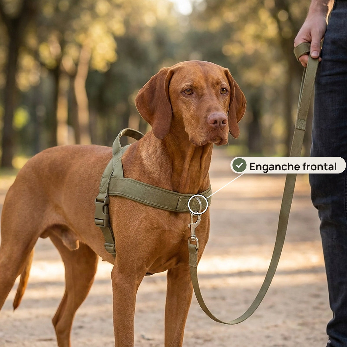 Enganche frontal del arnés Doglivo en el pecho del perro