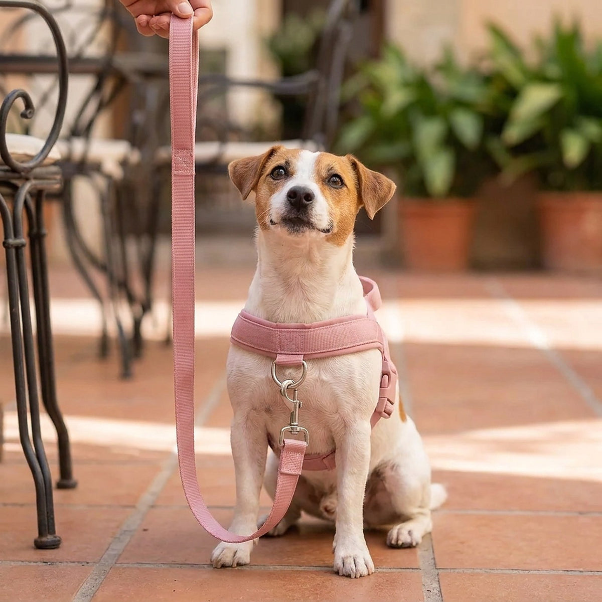 Perro pequeño con el arnés Doglivo rosa